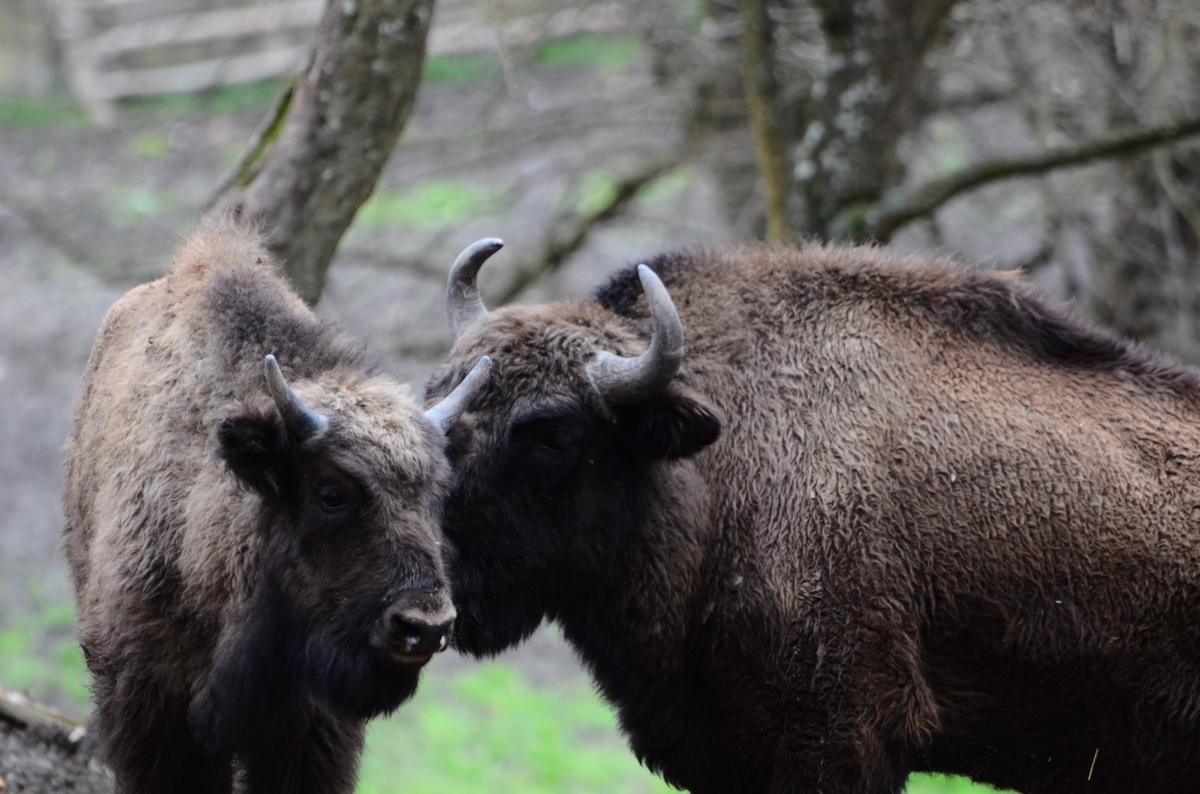 Rezervația de zimbri